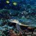 turtle_green_er_h_0705_png1090.jpg
